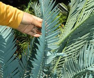 ENCEPHALARTOS LEHMANNII RARE BLUE SOUTH AFRICAN CYCAD FOR FULL COASTAL SUN