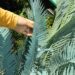 ENCEPHALARTOS LEHMANNII RARE BLUE SOUTH AFRICAN CYCAD FOR FULL COASTAL SUN