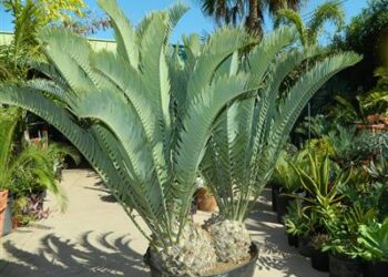 ENCEPHALARTOS LONGIFOLIUS – BLUE FORM MEDIUM TO LARGE RARE SOUTH AFRICAN CYCAD