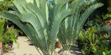 ENCEPHALARTOS LONGIFOLIUS – BLUE FORM MEDIUM TO LARGE RARE SOUTH AFRICAN CYCAD