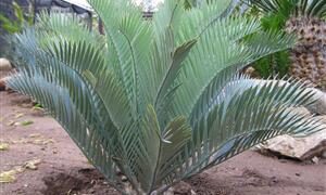 ENCEPHALARTOS LONGIFOLIUS BEAUTIFUL SOUTH AFRICAN CYCAD WITH GREEN TO BLUE LEAVES