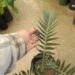 ENCEPHALARTOS LONGIFOLIUS – BLUE FORM MEDIUM TO LARGE RARE SOUTH AFRICAN CYCAD
