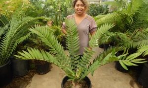 ENCEPHALARTOS NATALENSIS MEDIUM SIZED GREEN CYCAD 