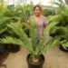 ENCEPHALARTOS NATALENSIS MEDIUM SIZED GREEN CYCAD 