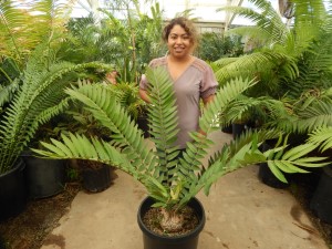 ENCEPHALARTOS NATALENSIS MEDIUM SIZED GREEN CYCAD 