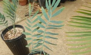ENCEPHALARTOS NUBIMONTANUS SUPER RARE BLUE SOUTH AFRICAN CYCAD