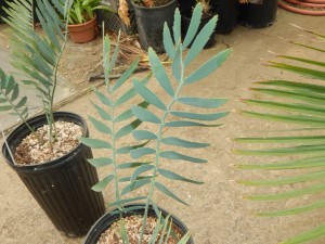 ENCEPHALARTOS NUBIMONTANUS SUPER RARE BLUE SOUTH AFRICAN CYCAD