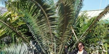 ENCEPHALARTOS PAUCIDENTATUS MEDIUM TO LARGE RARE SOUTH AFRICAN CYCAD
