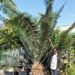 ENCEPHALARTOS PAUCIDENTATUS MEDIUM TO LARGE RARE SOUTH AFRICAN CYCAD