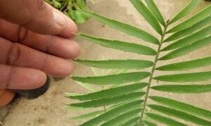 ENCEPHALARTOS PAUCIDENTATUS MEDIUM TO LARGE RARE SOUTH AFRICAN CYCAD