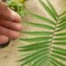 ENCEPHALARTOS PAUCIDENTATUS MEDIUM TO LARGE RARE SOUTH AFRICAN CYCAD