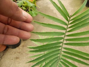 ENCEPHALARTOS PAUCIDENTATUS MEDIUM TO LARGE RARE SOUTH AFRICAN CYCAD