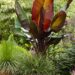 ENSETE VENTICOSUM “MAURELII”THE RED BANANA
