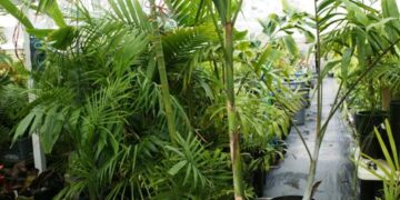 EUTERPE EDULIS THIN, SINGLE TRUNK PINNATE PALM EXOTIC AND TROPICAL APPEARING