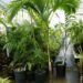 EUTERPE EDULIS THIN, SINGLE TRUNK PINNATE PALM EXOTIC AND TROPICAL APPEARING
