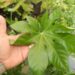 FATSIA JAPONICA THE JAPANESE ARALIA