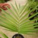 GAUSSIA GOMEZ-POMPAE BIGGER AND TALLER THAN GAUSSIA MAYA