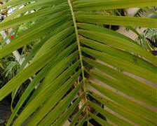 GAUSSIA MAYA A VERY DIFFERENT PALM FOR SO. CALIFORNIA