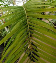GAUSSIA MAYA A VERY DIFFERENT PALM FOR SO. CALIFORNIA