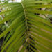 GAUSSIA MAYA A VERY DIFFERENT PALM FOR SO. CALIFORNIA
