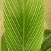 PINSTRIPE GINGER DWARF GINGER WITH WHITE ON GREEN STRIPED LEAVES
