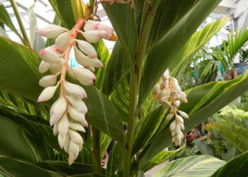 VARIEGATED SHELL GINGER NICE 5G SIZE READY FOR THE GARDEN