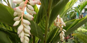 VARIEGATED SHELL GINGER NICE 5G SIZE READY FOR THE GARDEN