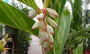 VARIEGATED SHELL GINGER ALPINIA ZERUMBET