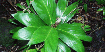 CHAMAEDOREA TENELLA DWARF SINGLE TRUNK