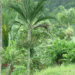CYPHOPHOENIX ELEGANS THE ELEGANT PALM