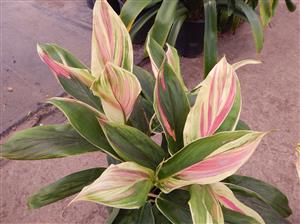 HAWAIIAN TI PLANTS GREAT COLOR FOR THE GARDEN ASSORTMENT OF NEW VARIETIES AT NURSERY