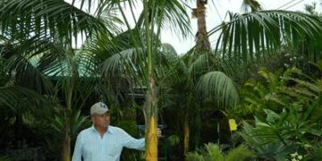 HOWEA FORSTERIANA THE KENTIA PALM