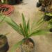 JUBAEA CHILENSIS THE CHILEAN WINE PALM