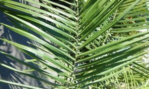 JUBAEA X BUTIA HYBRID VERY COLD HARY HYBRID PALM THAT LOVES SUN AND HEAT