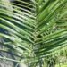 JUBAEA X BUTIA HYBRID VERY COLD HARY HYBRID PALM THAT LOVES SUN AND HEAT