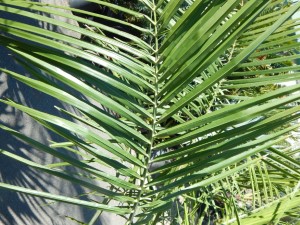 JUBAEA X BUTIA HYBRID VERY COLD HARY HYBRID PALM THAT LOVES SUN AND HEAT
