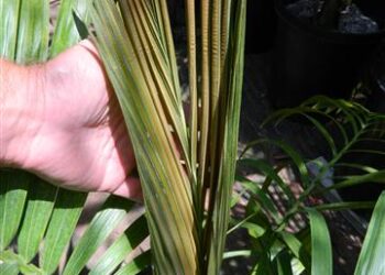 KENTIOPSIS OLIVIFORMIS A GREAT CROWN SHAFTED PALM