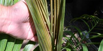 KENTIOPSIS OLIVIFORMIS A GREAT CROWN SHAFTED PALM
