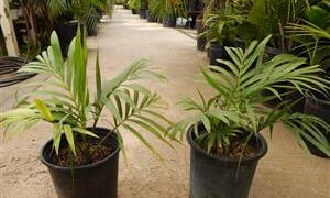 KENTIOPSIS OLIVIFORMIS A GREAT CROWN SHAFTED PALM