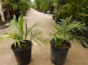 KENTIOPSIS OLIVIFORMIS A GREAT CROWN SHAFTED PALM