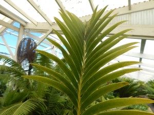 LEPIDOZAMIA HOPEI LEPIDOZAMIA SPECIES WITH WIDER LEAFLETS