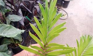 LEPIDOZAMIA HOPEI LEPIDOZAMIA SPECIES WITH WIDER LEAFLETS