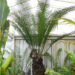 LEPIDOZAMIA PEROFFSKYANA A “USER FRIENDLY” LARGE CYCAD