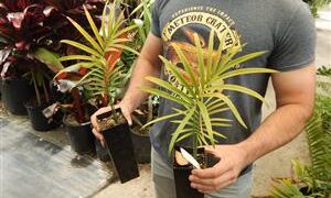 LEPIDOZAMIA PEROFFSKYANA A “USER FRIENDLY” LARGE CYCAD