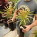 LEPIDOZAMIA PEROFFSKYANA A “USER FRIENDLY” LARGE CYCAD