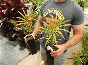 LEPIDOZAMIA PEROFFSKYANA A “USER FRIENDLY” LARGE CYCAD