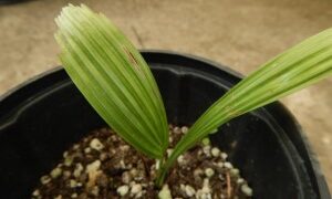 LICUALA ELEGANS EXOTIC FLAT CIRCULAR LEAF FAN PALM FILTERED LIGHT IN MOST AREAS