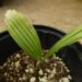 LICUALA ELEGANS EXOTIC FLAT CIRCULAR LEAF FAN PALM FILTERED LIGHT IN MOST AREAS