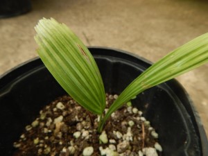 LICUALA ELEGANS EXOTIC FLAT CIRCULAR LEAF FAN PALM FILTERED LIGHT IN MOST AREAS