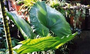 LICUALA ELEGANS EXOTIC FLAT CIRCULAR LEAF FAN PALM FILTERED LIGHT IN MOST AREAS
